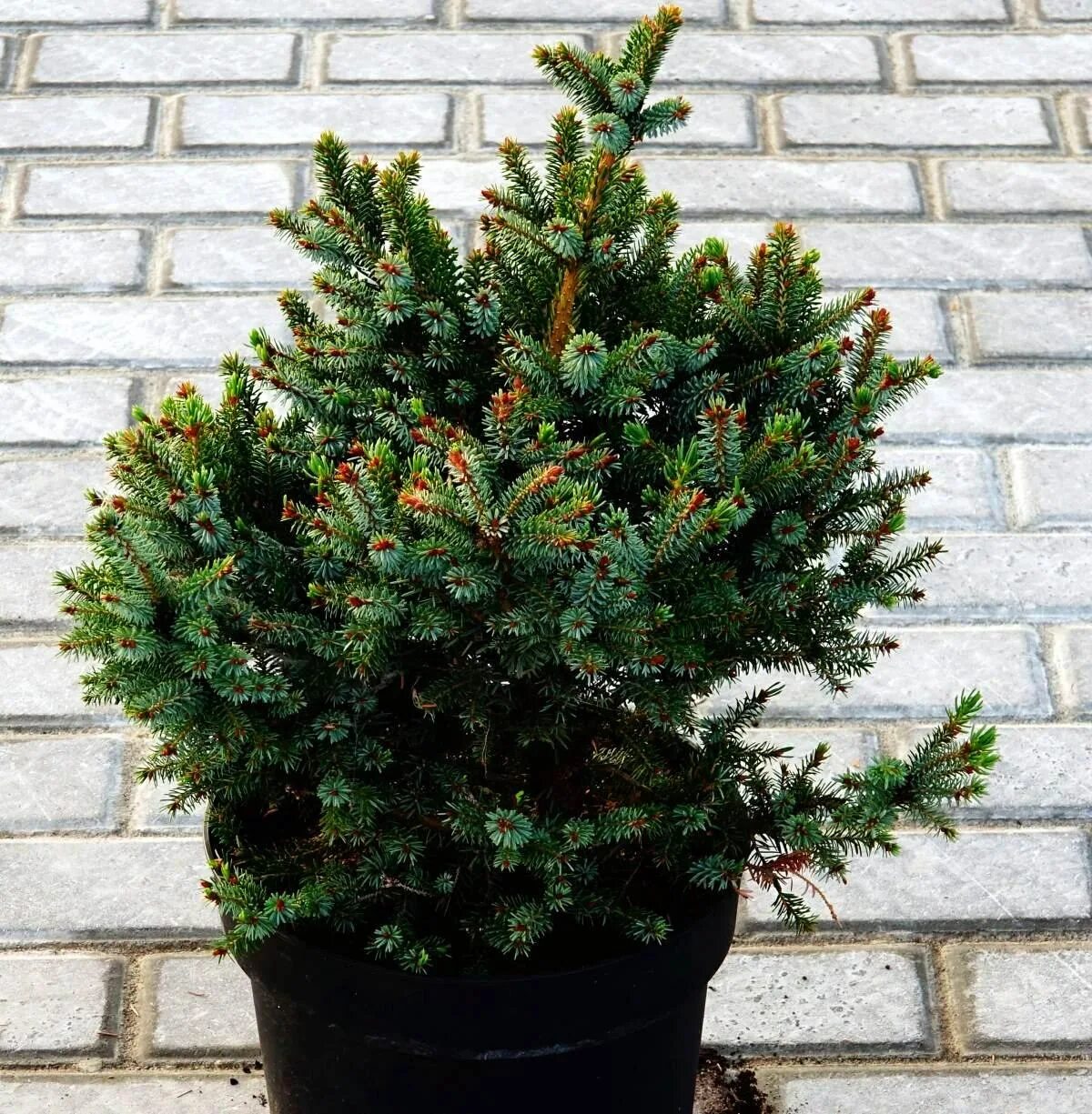 Сорта ели черной. Picea Mariana Beissneri.