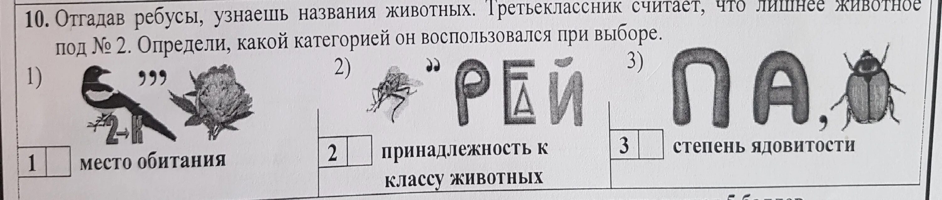 Ребусы с названиями животных. Разгадай ребус. Ребусы по окружающему миру. Ребусы 4 класс. 4 отгадайте ребус