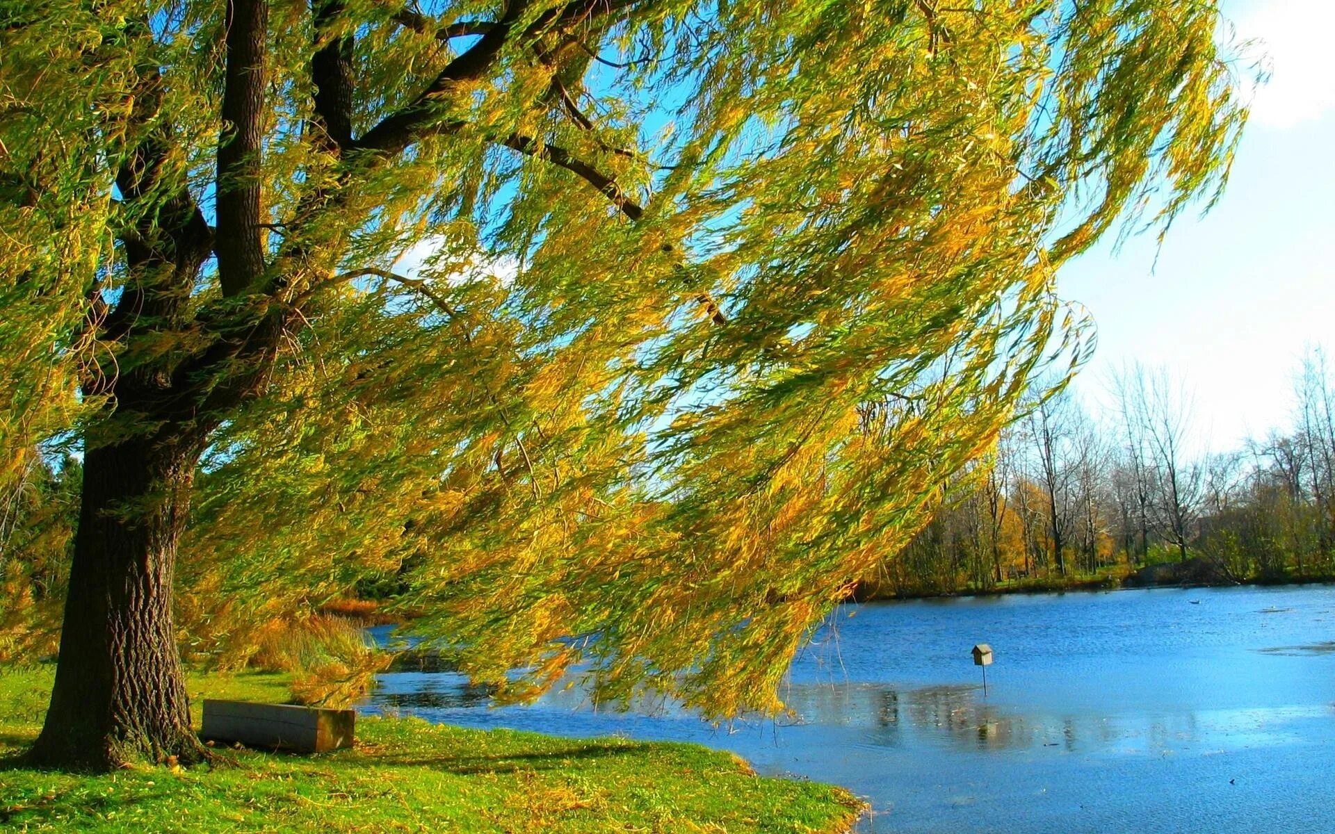 Плакучая Ива весной. Ива желтая плакучая. Дерево на берегу реки. Дерево у реки. Конец сентября ветер треплет деревья