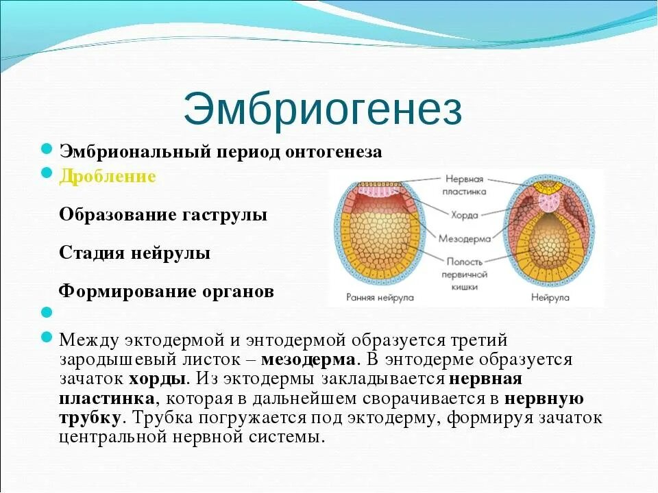 Значение эмбрионального этапа. Эмбриогенез бластула гаструла нейрула. Гаструла нейрула зигота органогенез морула бластула. Эмбриональный период онтогенеза схема. Эмбриогенез нейрула строение.