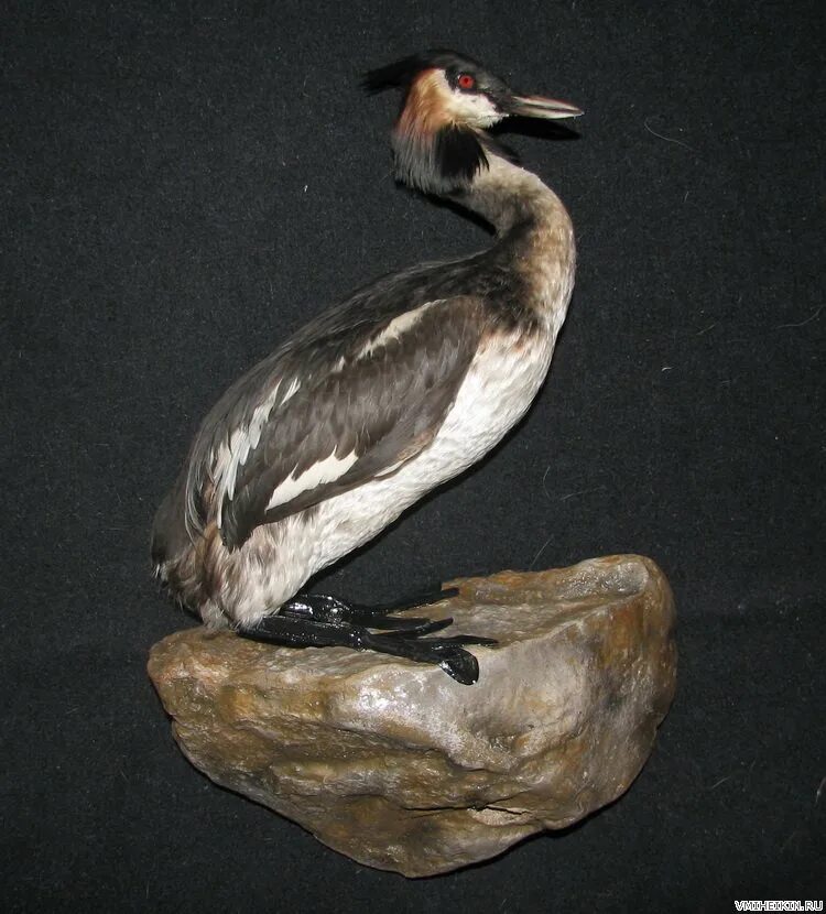 Чучела птиц для художественных школ. Курский краеведческий музей чучела птиц. Чучело птицы. Чучело вальдшнепа. Таксидермия птиц.