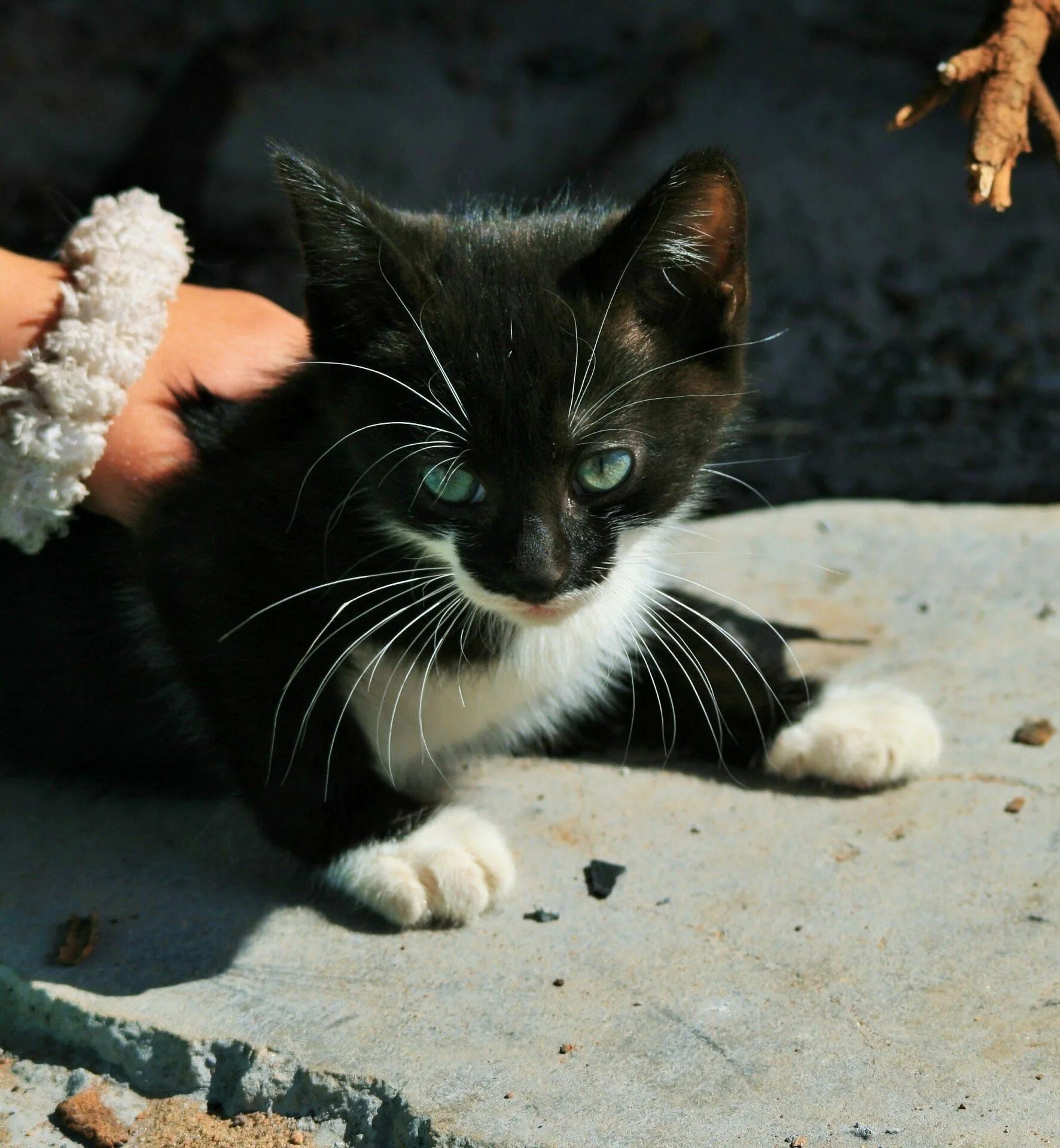 Котенок черно-белый. Котята чёрно белые. Черный котенок. Маленький котенок с белыми лапками.