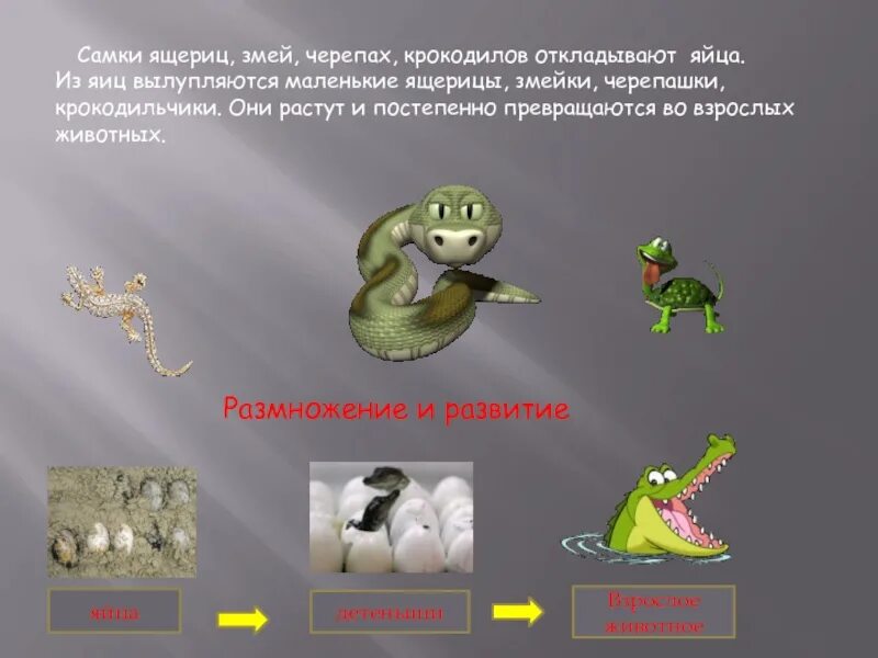 У ящерицы прямое развитие. Размножение и развитие крокодила. Размножение ящериц схема. Этапы развития ящерицы. Животные которые откладывают яйца.