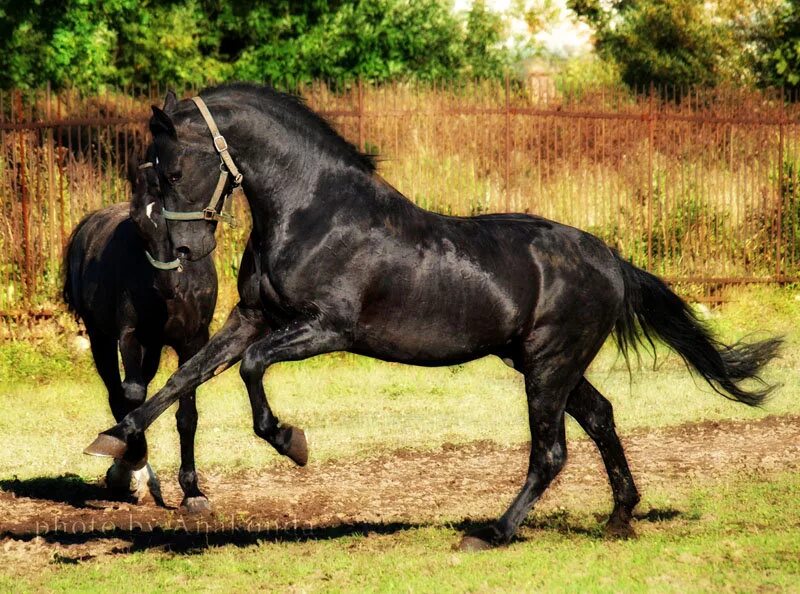 Арабская скаковая порода лошадей. Лошади про лошадей породы. Породы лошадей с фотографиями. Лошади тяжеловозы шайры. Перуанский пасо порода лошадей.