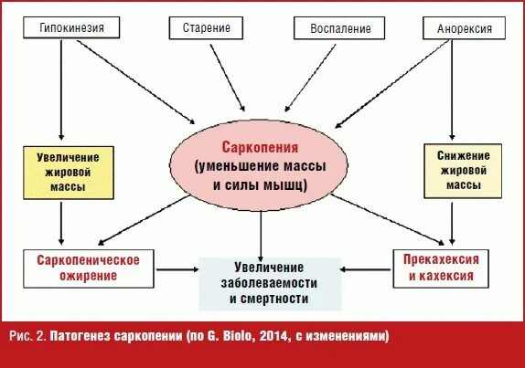 Саркопения это простыми словами. Саркопения патогенез. Саркопения ожирения. Саркопения механизмы развития. Диагностические критерии саркопении.