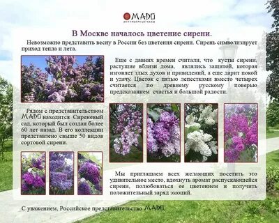 Когда цветет сирень в беларуси