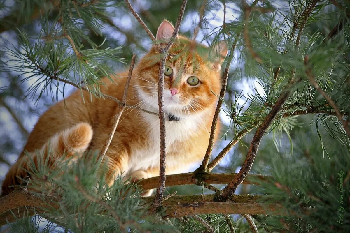 Зимние коты. Рыжая кошка в снегу. Кошка в снегу. Кот летом и зимой. Кот летом и зимой.