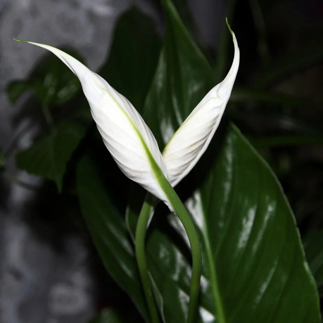 Спатифиллум фото. Спатифиллум. Спатифиллум геликониелистный (Spathiphyllum heliconiifolium). Спатифиллум Уоллиса (Spathiphyllum wallisii). Спатифиллум Альба.