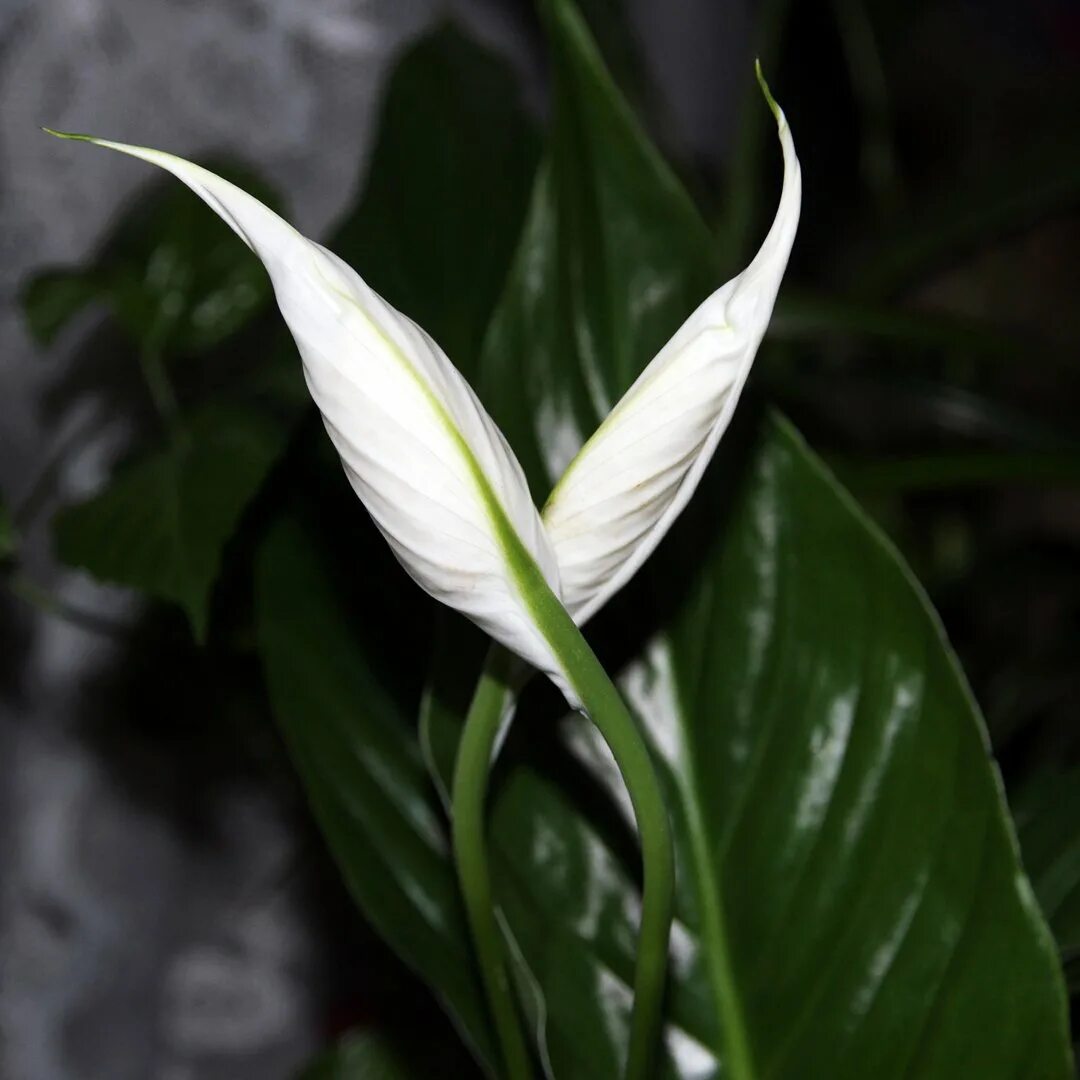 Спатифиллум геликониелистный. Спатифиллум обильноцветущий Spathiphyllum floribundum. Спатифиллум Уоллиса (Spathiphyllum wallisii). Разновидности спатифиллума фото