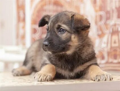 Собака щенок 1 месяц