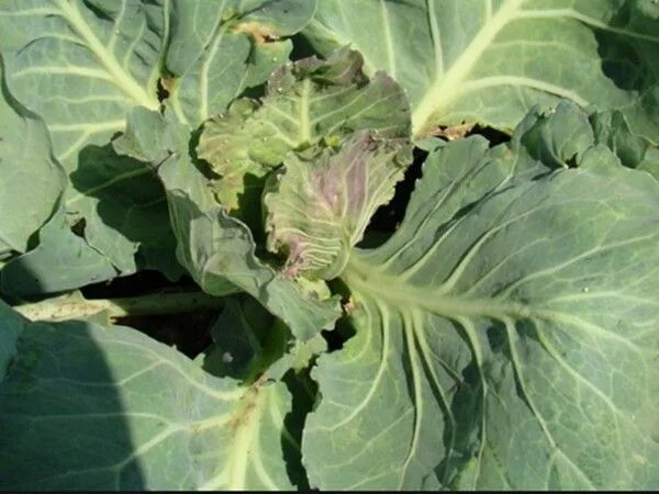 Cabbage variety Quilaton: reviews, description, planting and care - Healthy Food