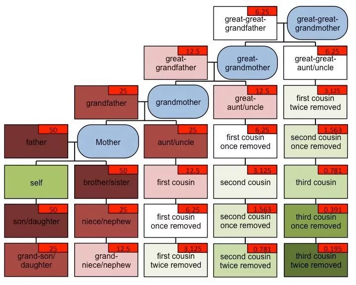 Степень родства. Степени родства генетика. Сестра степень родства в анкете. Количество генов и степень родства. Как скрещивать палов