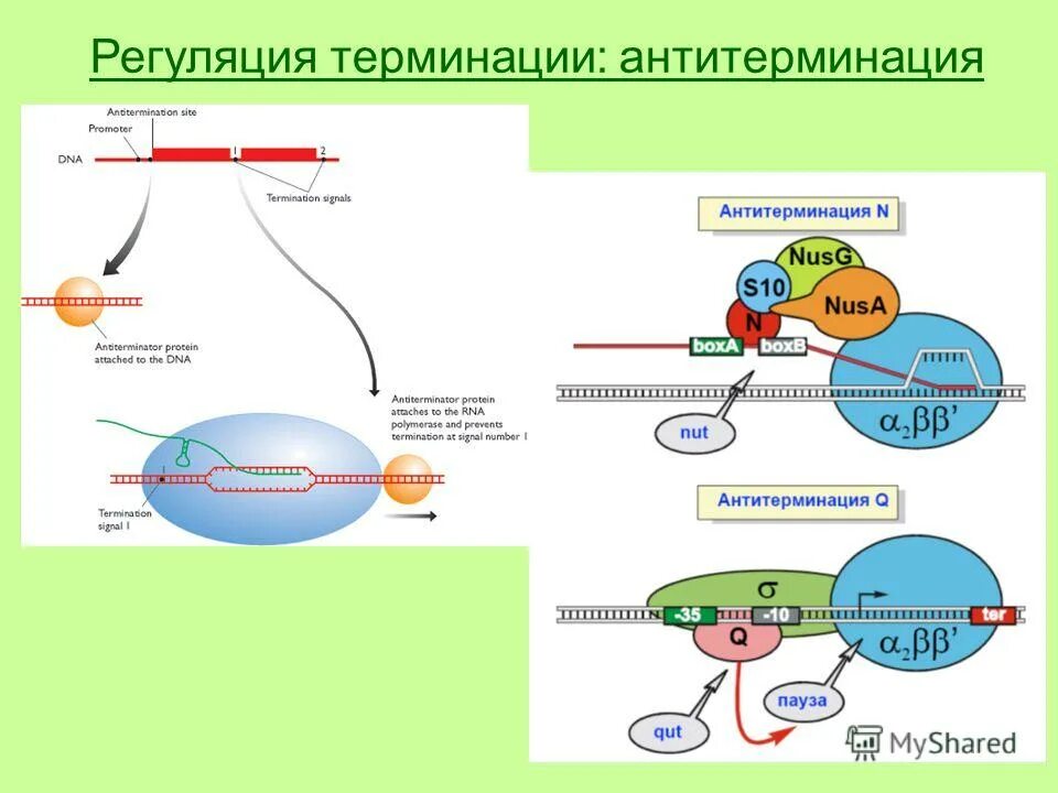 механизм транскрипции прокариот инициация элонгация терминация. терминация у эукариот. механизмы терминации транскрипции. терминация у эукариот. сайт терминации транскрипции у эукариот.