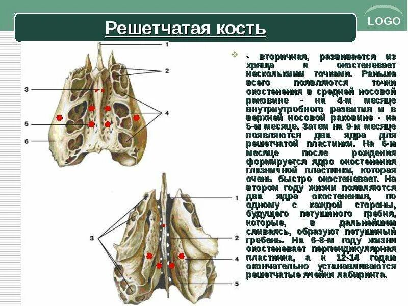 Решетчатая кость функции. Решетчатая кость функции