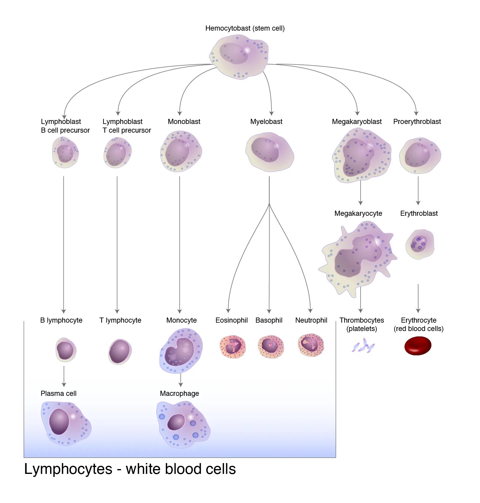 Т клетки крови. Гемопоэтическая стволовая клетка. Types of t-lymphocytes. Types of lymphocytes. Types of b lymphocytes.