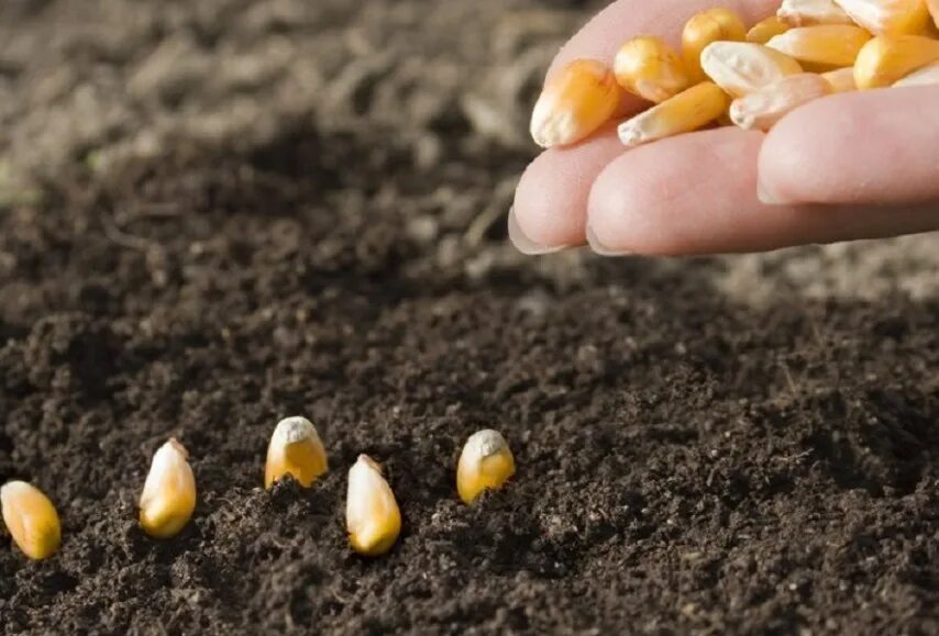 Замачивать ли семена кукурузы перед посадкой. Всходы кукурузы. Рассада кукурузы. Кукуруза на клумбе. Как правильно садить кукурузу.