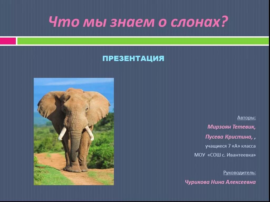 К какому отряду относится слон. Презентация о слонах. презентация про слонов. слон для презентации. слоны для презентации.