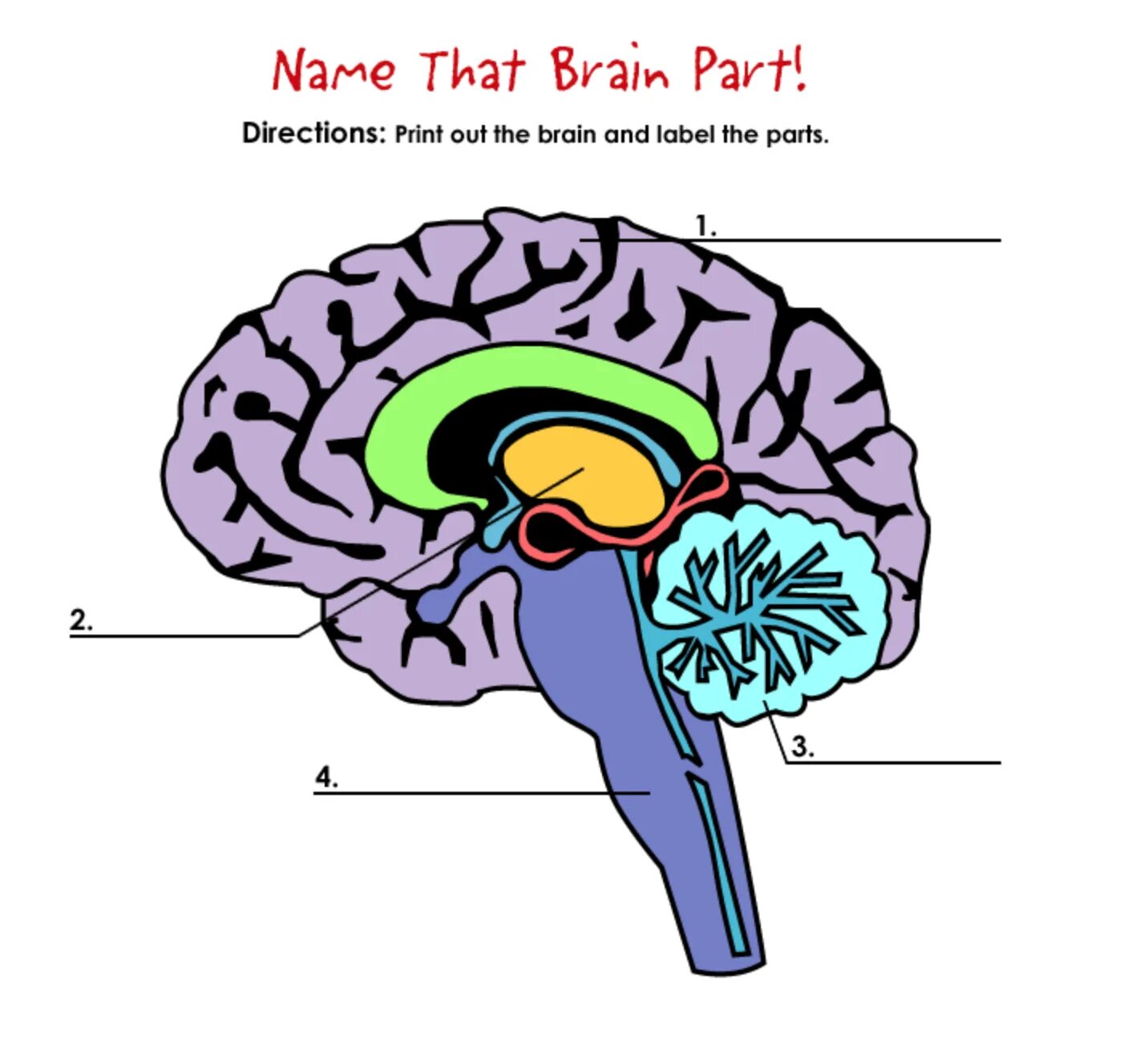 Parts of the Brain. Human Brain Parts. Name the Parts of the Human Brain. Brain Parts and functions.