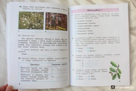 Дерево живое существо впр 4 класс