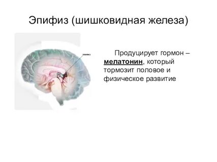 Эпифиз является железой внутренней секреции