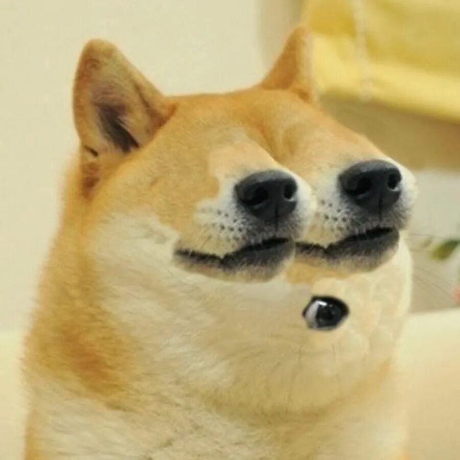 Dogs мем. Мемная собака. Пес мем. Сиба-ину догги. Сиба-ину doge.