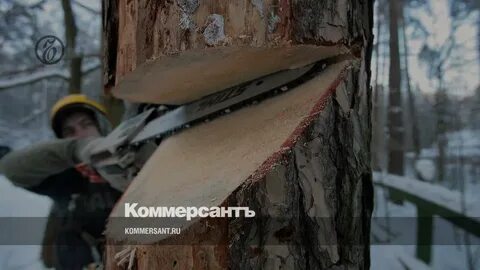 Рубят дерево