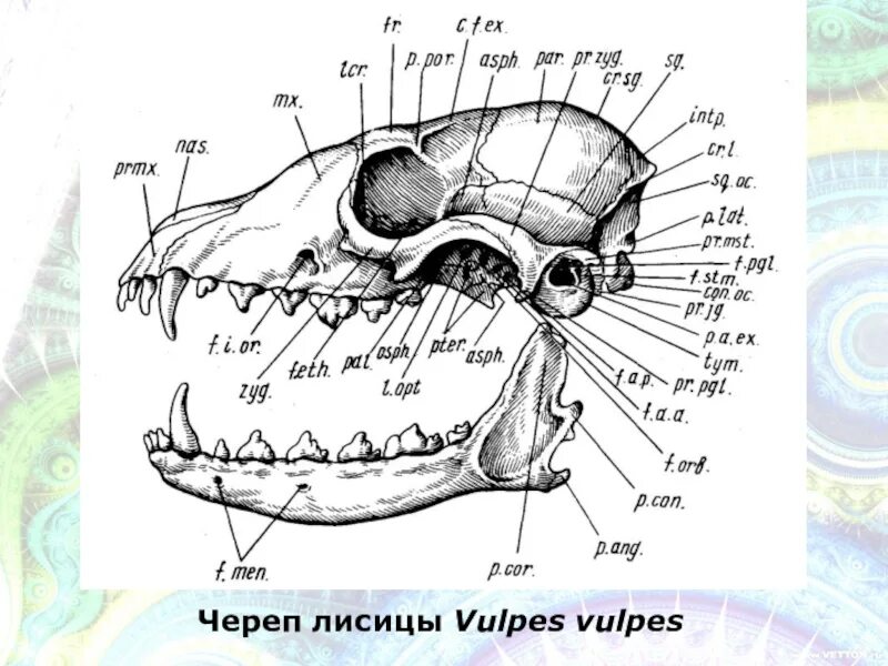 Схема строения черепа млекопитающих. Череп лисицы строение. Анатомия черепа млекопитающих.