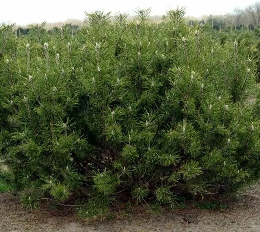 Семена мугус. Семена сосны мугус. Семена сосны мугус. Pinus mugo laarheide. Семена сосны мугус.