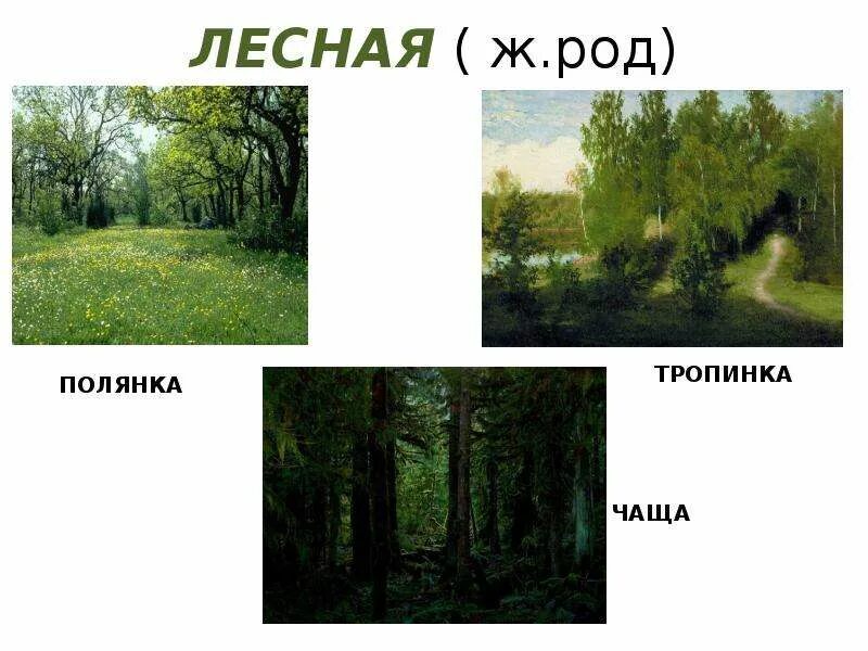 Лесной это какой род. Род слова тюль. Таблицы для учебников имя класс. Лес какой род. Него род.