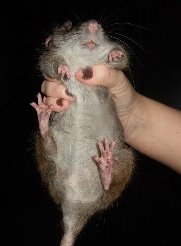 мышь в руке. крыса дамбо. мышка живая. крыса домашняя на руках. декоративная крыса агути.