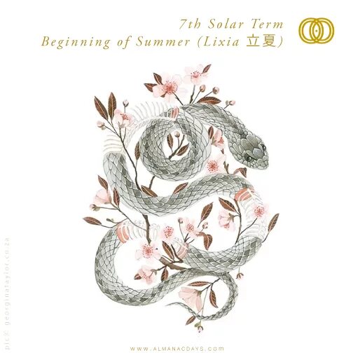 Месяц змеи по китайскому календарю 2013 Year of the Snake Chinese New Year Year of the snake, Snake tattoo, Snake