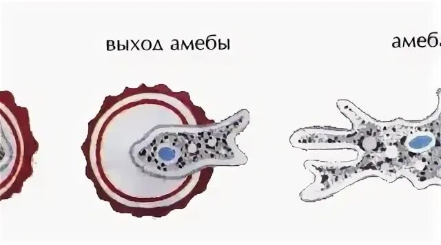 Какой цифрой на рисунке циста