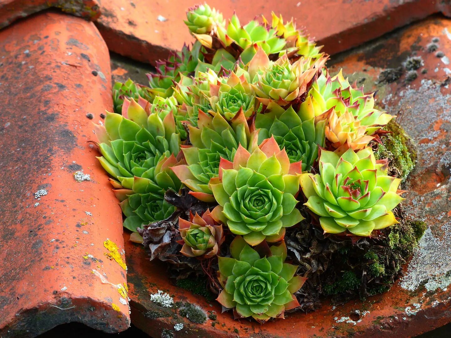 Очиток ясколка молодило. Листьев молодило. Молодило даллас рой бардо. Молодило napoleon. Листьев молодило.