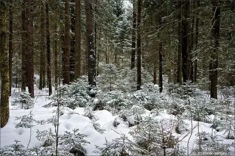 Зимой в лесу можно увидеть