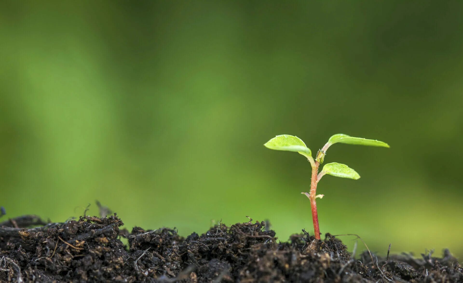 Growing round. Росток яблони. Яблоня из семечки Росток. Первый Росток яблони. Росток яблони взошедший из семени.