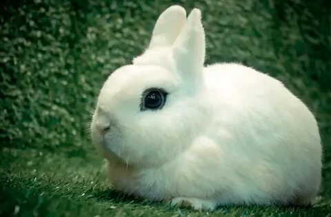 Small rabbit