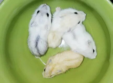Джунгарик цвета