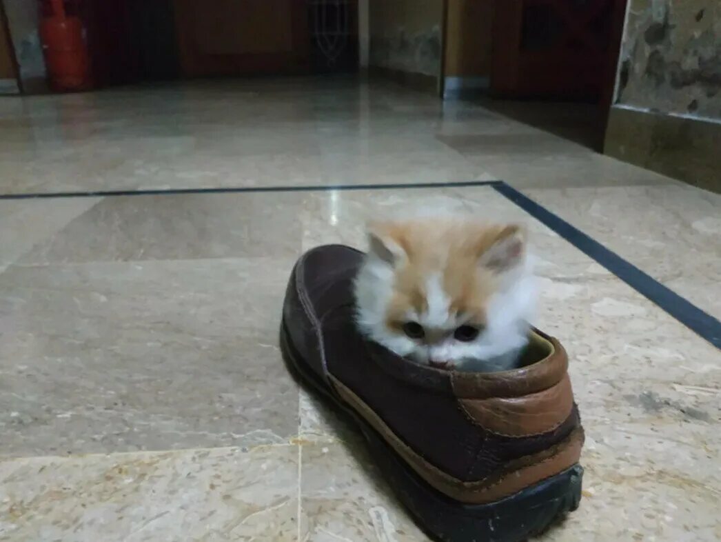 Котопесия блог. Котопесия дзен кот арсений. котопесия кот сеня. смешные комментарии милого котенка. котопёсия дзен видео.