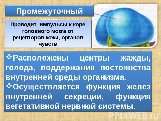 Центр жажды головного мозга. Центр голода и жажды. постоянство внутренней среды организма контролируется. поддержание постоянства внутренней среды организма кожа. центры поддержания постоянства внутренней среды организма находятся.