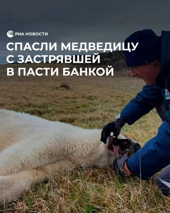 Спасенную медведицу