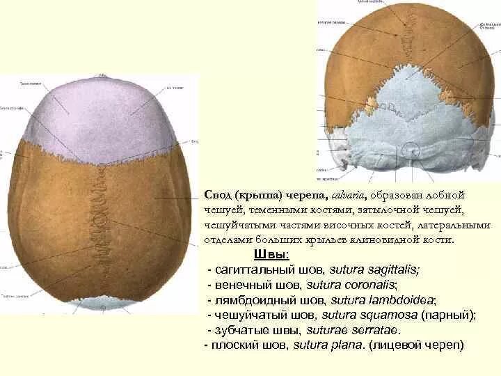 Шов теменных костей. Строение крыши черепа швы. Строение свода черепа швы. Швы соединяющие кости свода черепа. Кости, образующие свод мозгового черепа.