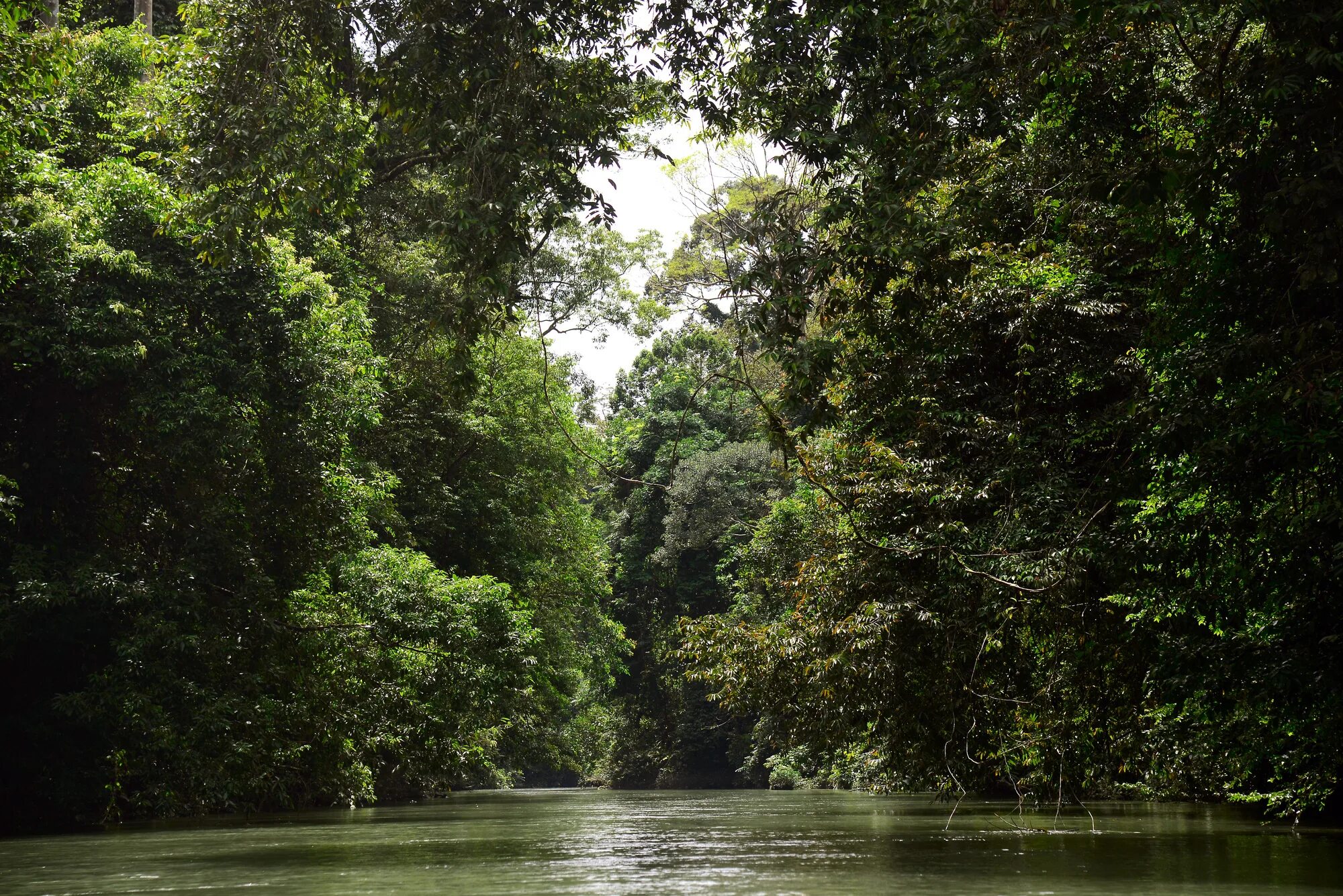 Jungle river
