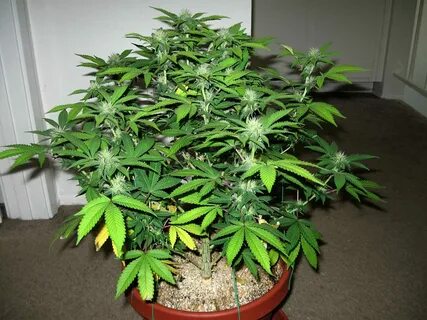 New flowering