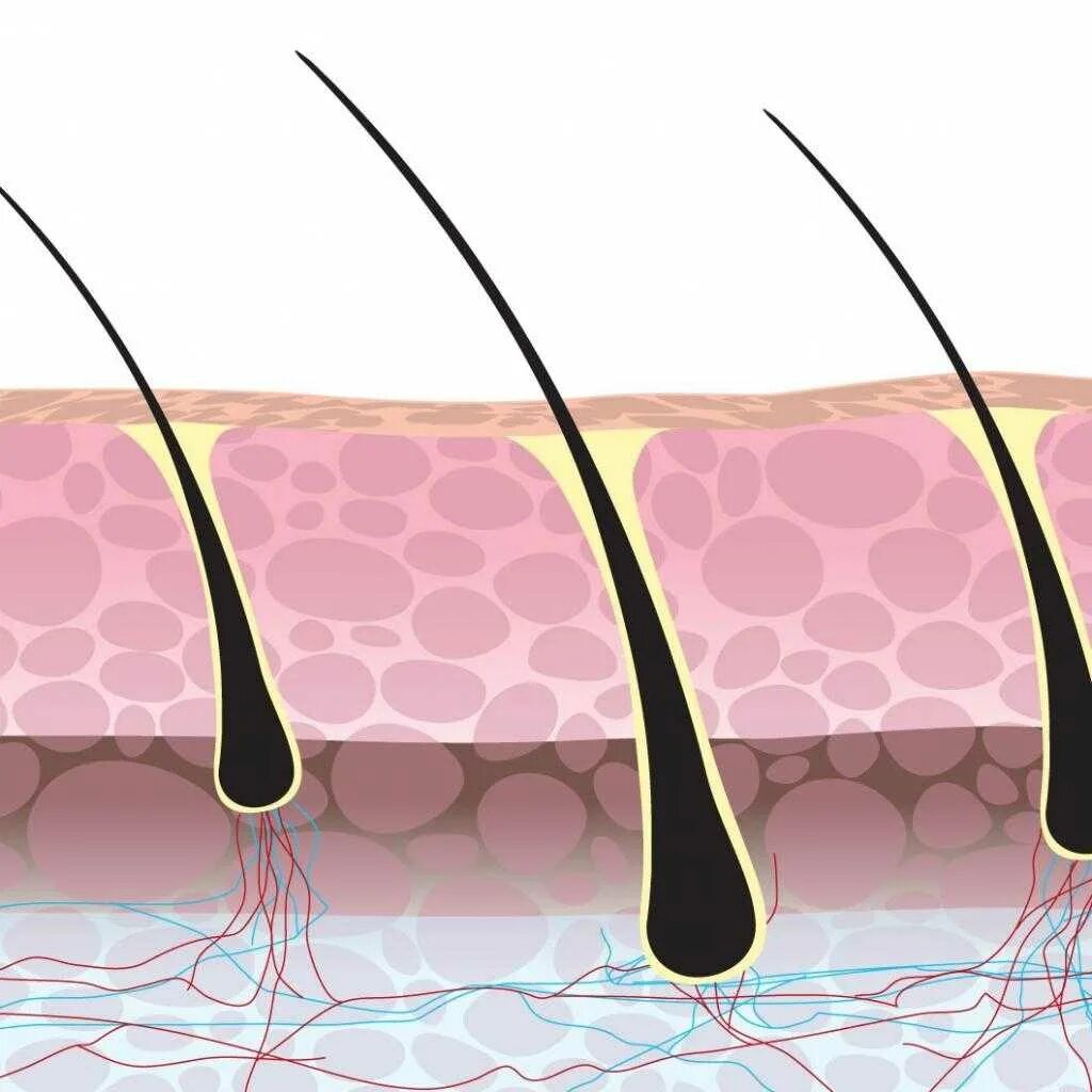 Корень волоса погружен в окруженную. Волосяной фолликул электроэпиляция. Фолликул анаген. Волосяная луковица. Фолликул волоса.