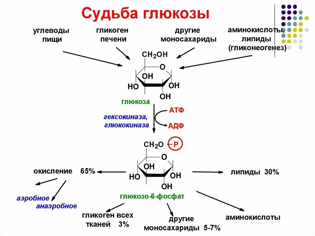 Образование гликогена. Составьте схему формирования уровня глюкозы в крови.. схема реакций расщепления гликогена. схема синтеза гликогена из глюкозы. схему реакции фосфорилирования глюкозы в клетках.