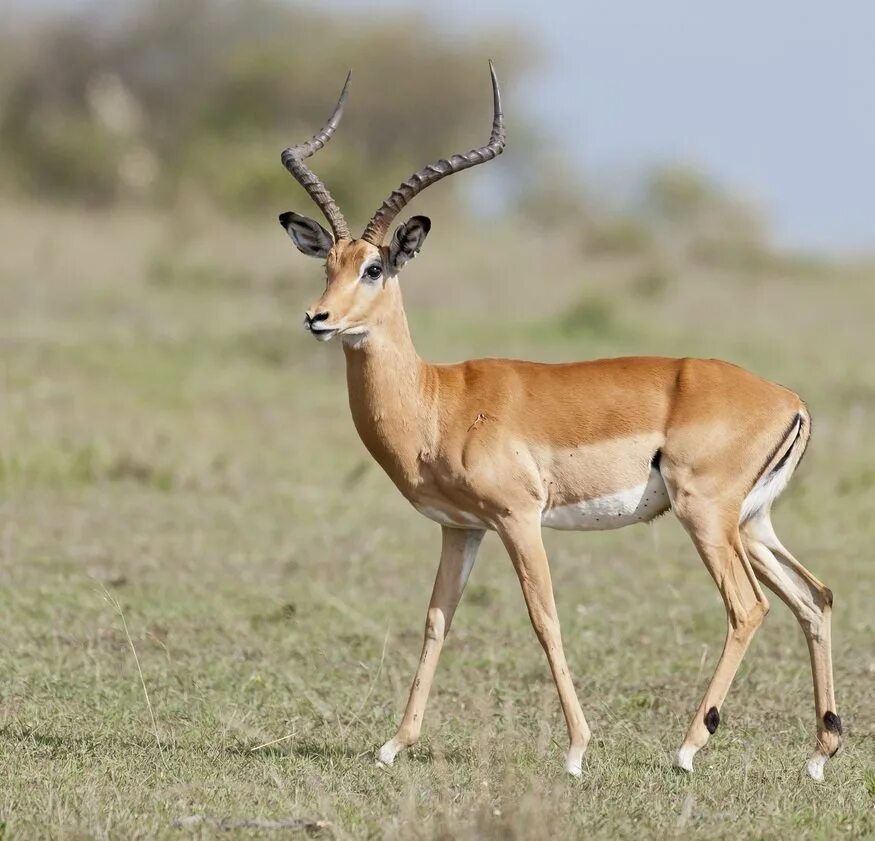вилорог канада. антилопа вилорог. импала газель. газель антилопа. антилопа кама.