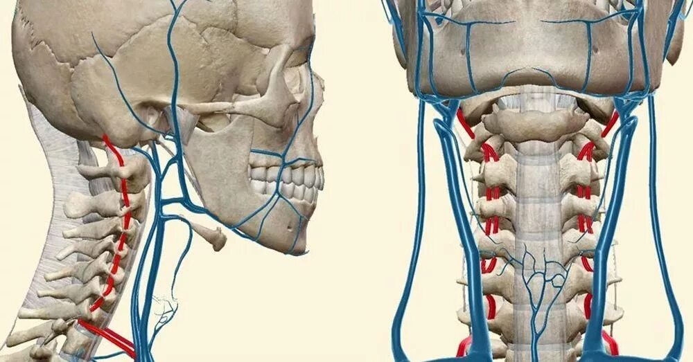 Анатомия позвоночной артерии в шейном отделе. Vertebralis). Позвоночная артерия анатомия атлас. Сосуды в шейном позвоночнике. Нервная система шейного отдела.
