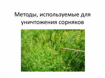Меры борьбы с сорными