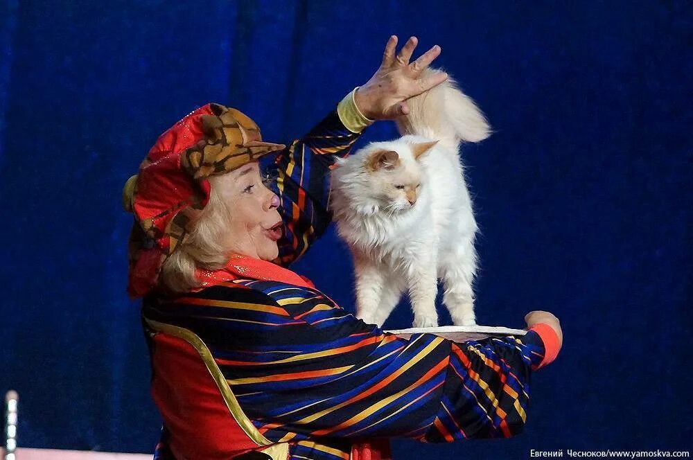 Куклачев видео выступлений с кошками. Юрий куклачев в цирке. Юрий куклачёв театр. Куклачев видео выступлений с кошками. Куклачёв юрий цирк.
