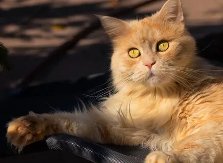 Lighting cat